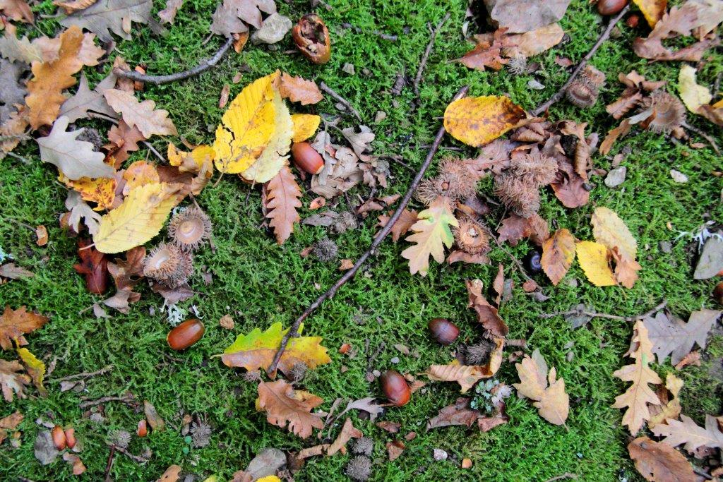 Novembre a Sasso Fratino